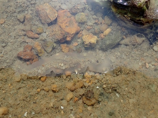 絳體管口螠是另一本地常見的軟灘穴居動物，居於「U」型洞穴的牠，擁有可伸延的透明管狀吸食器官，幫助牠食用沙土上的有機物。
